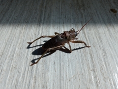 Nesoecia