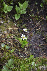 Caltha leptosepala