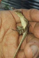Anolis granuliceps