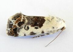 Ponometia phecolisca