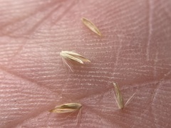 Calamagrostis stricta