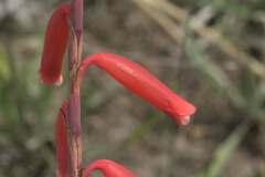 Watsonia aletroides