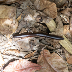 Sechelleptus seychellarum