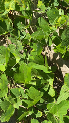 Pueraria montana