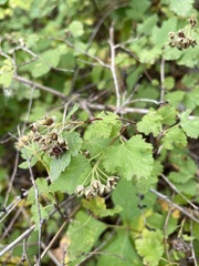 Physocarpus