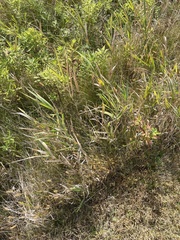 Panicum miliaceum