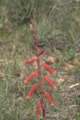 Watsonia aletroides
