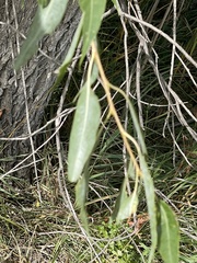 Elaeagnus angustifolia
