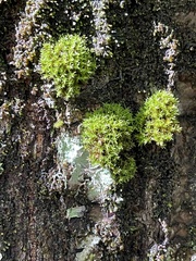 Ulota crispa