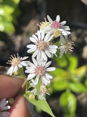 Symphyotrichum lateriflorum