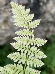Woodsia