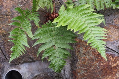 Dryopteris uniformis