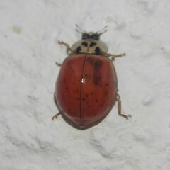 Harmonia axyridis