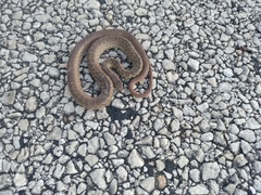 Coluber constrictor flaviventris