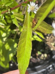 Symphyotrichum lateriflorum
