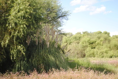 Cortaderia selloana