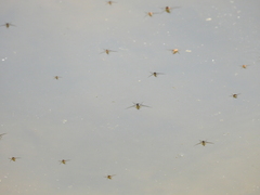 Trepobates subnitidus