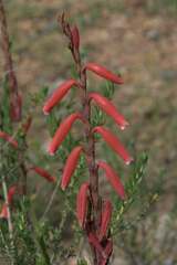 Watsonia aletroides