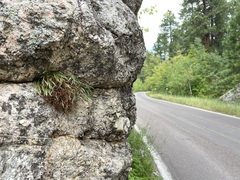Asplenium septentrionale