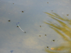 Trepobates subnitidus