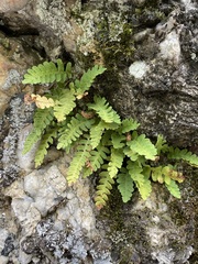Polypodium saximontanum