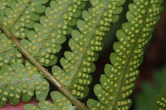 Dryopteris uniformis
