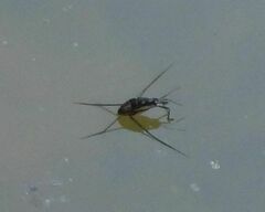 Trepobates subnitidus