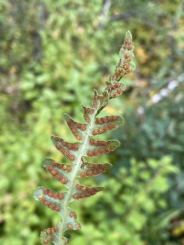 Image of Rocky Mountain Polypody by (c) Matt Berger, some rights reserved (CC BY)