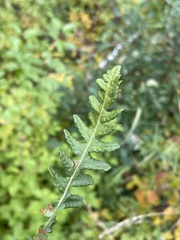 Polypodium saximontanum