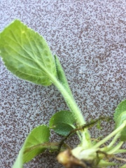 Viola hirta