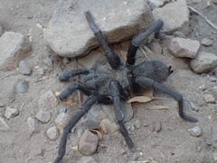 Aphonopelma eutylenum