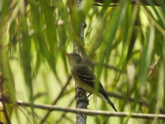 Tyrannidae