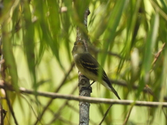 Tyrannidae