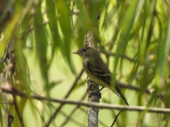 Tyrannidae