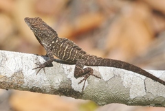 Anolis sagrei