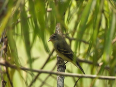 Tyrannidae