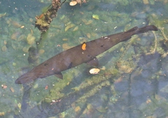 Atractosteus tristoechus