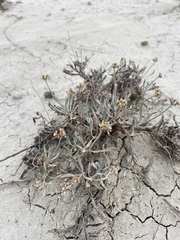 Eriogonum pauciflorum
