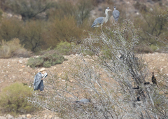 Ardea cinerea cinerea