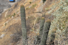 Haageocereus acranthus