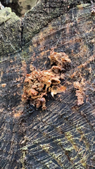 Phaeotremella foliacea