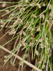 Isolepis cernua