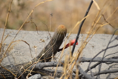 Loxanthocereus acanthurus