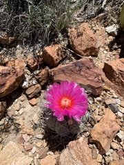 Echinocactus horizonthalonius