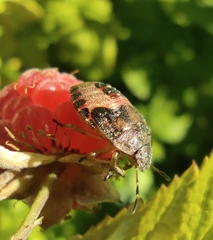 Peribalus strictus vernalis