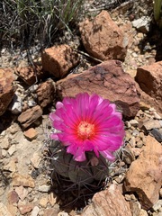 Echinocactus horizonthalonius