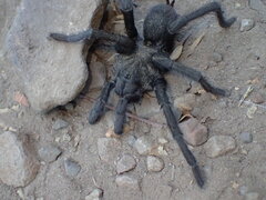 Aphonopelma eutylenum