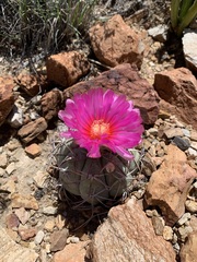 Echinocactus horizonthalonius