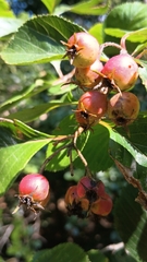 Crataegus crus-galli