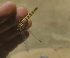 Urothemis signata